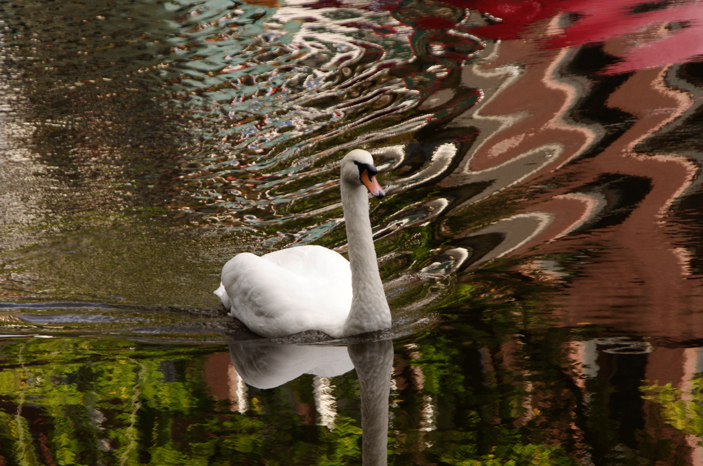 Swan Song