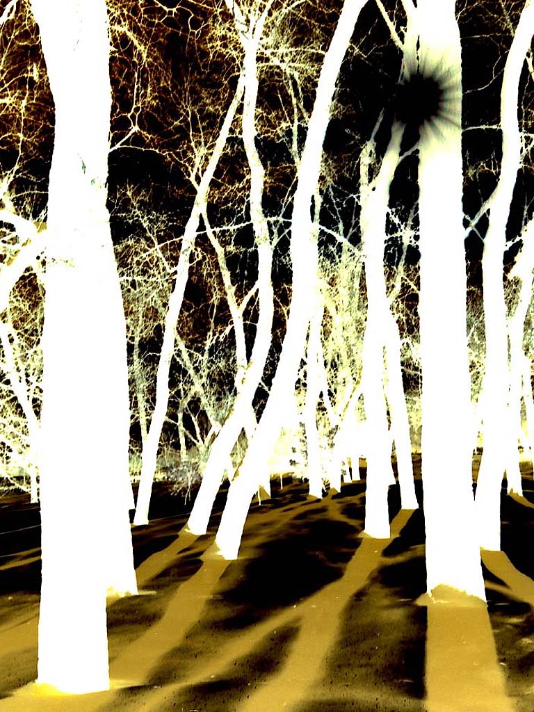  Hoar Frost Forest