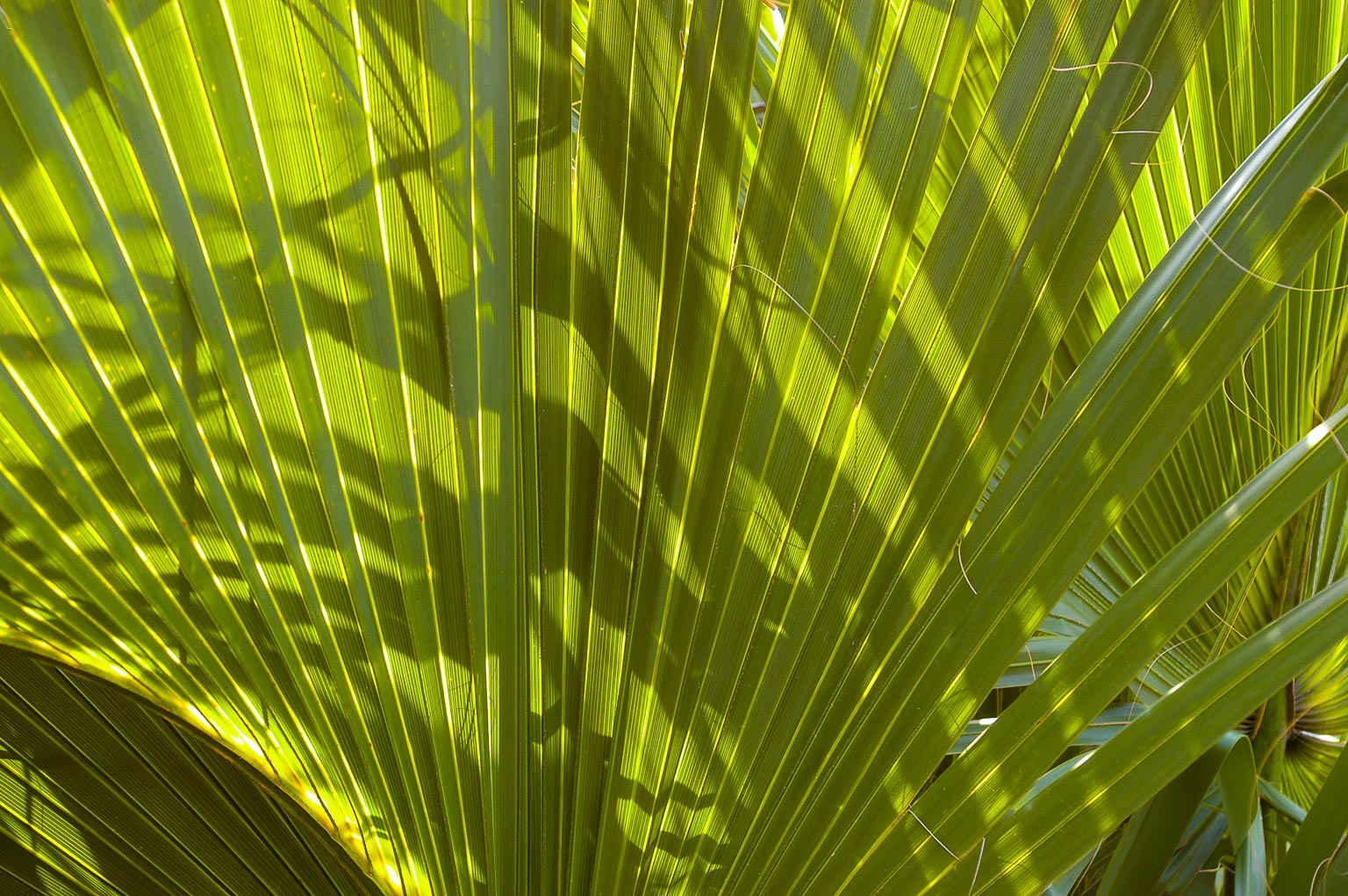 Fantail Shadows