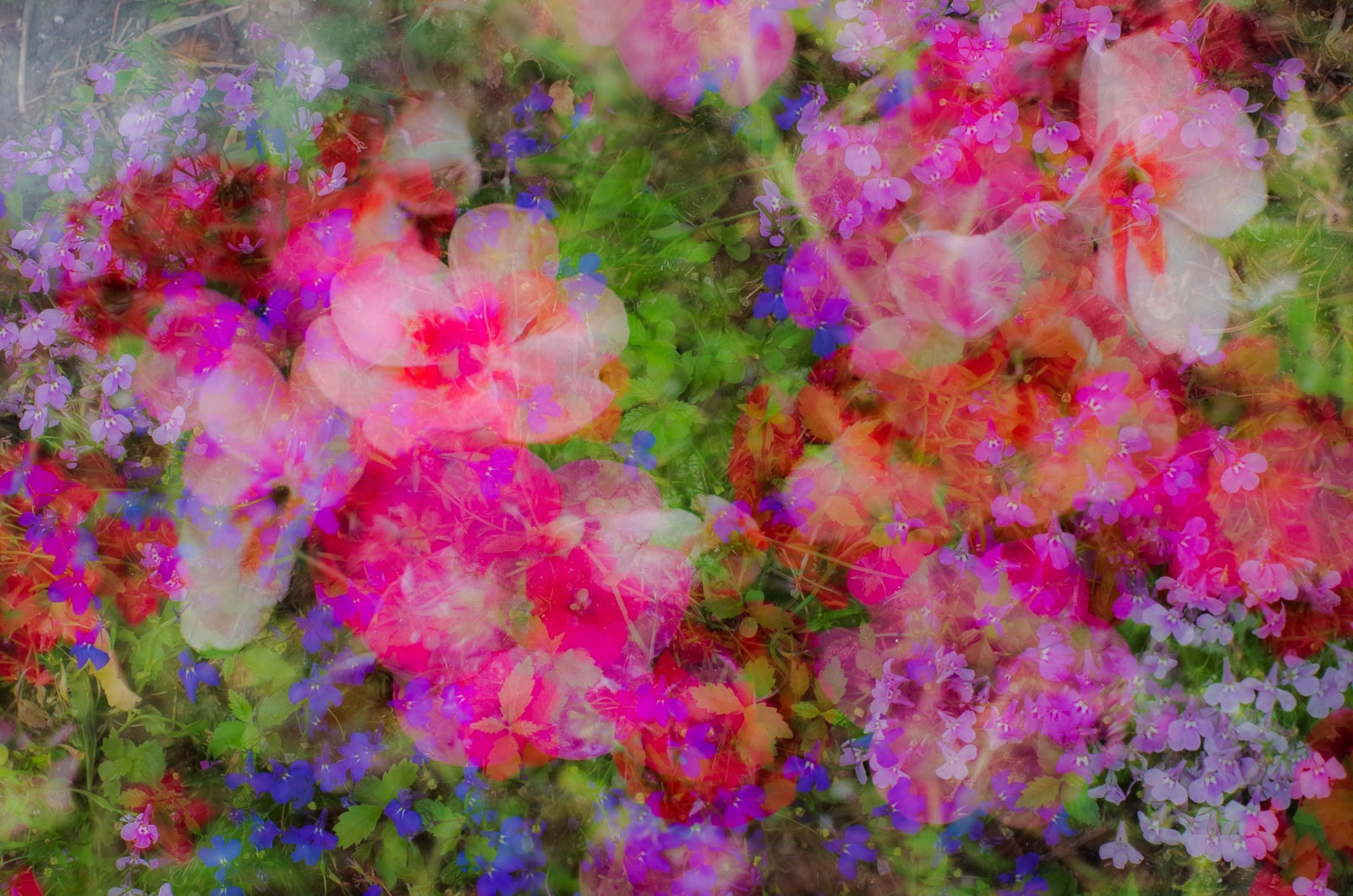 Flower Garden
