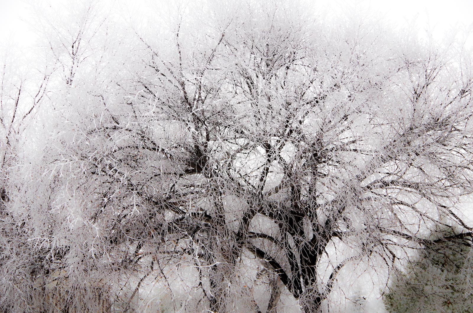Trees