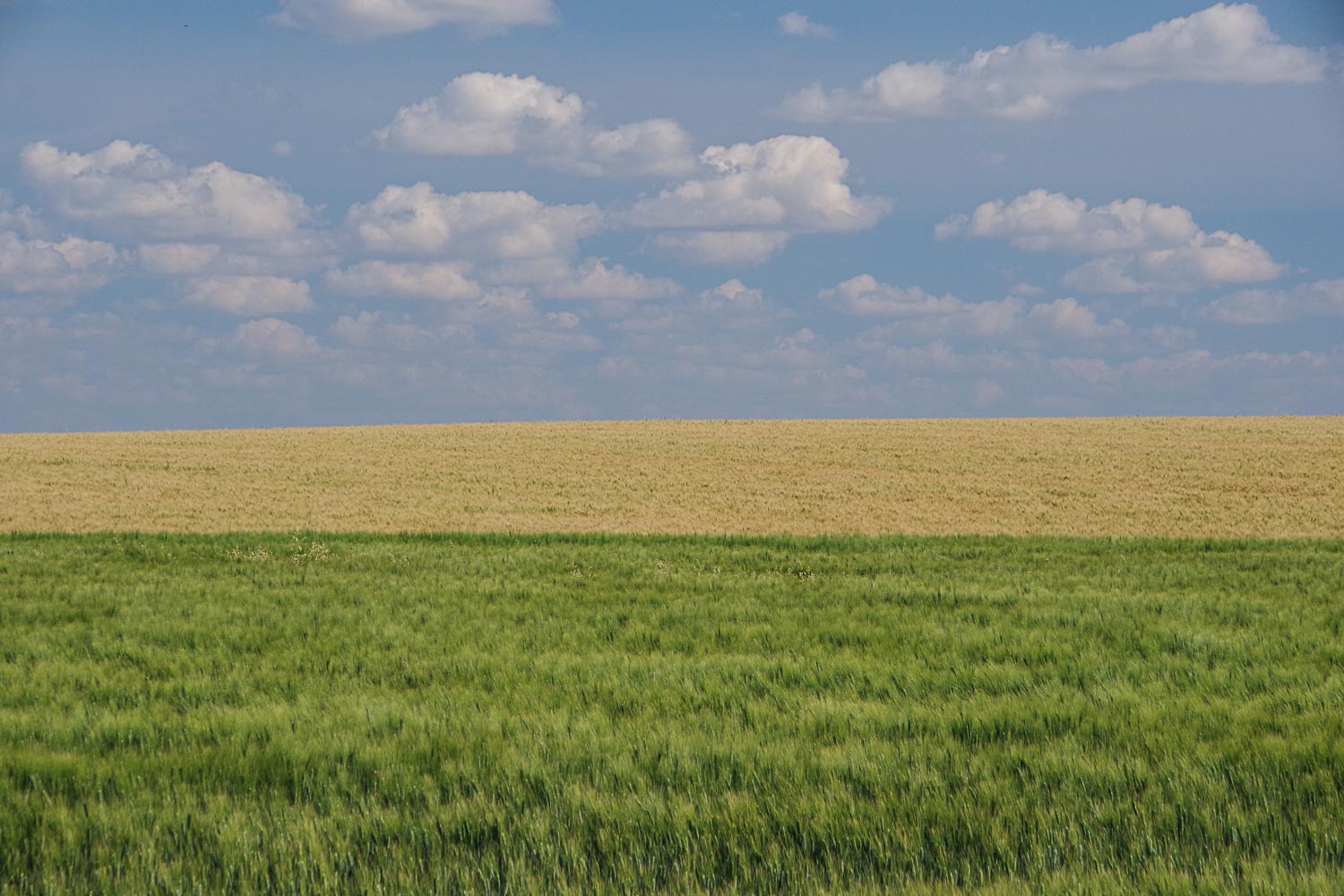 Prairie