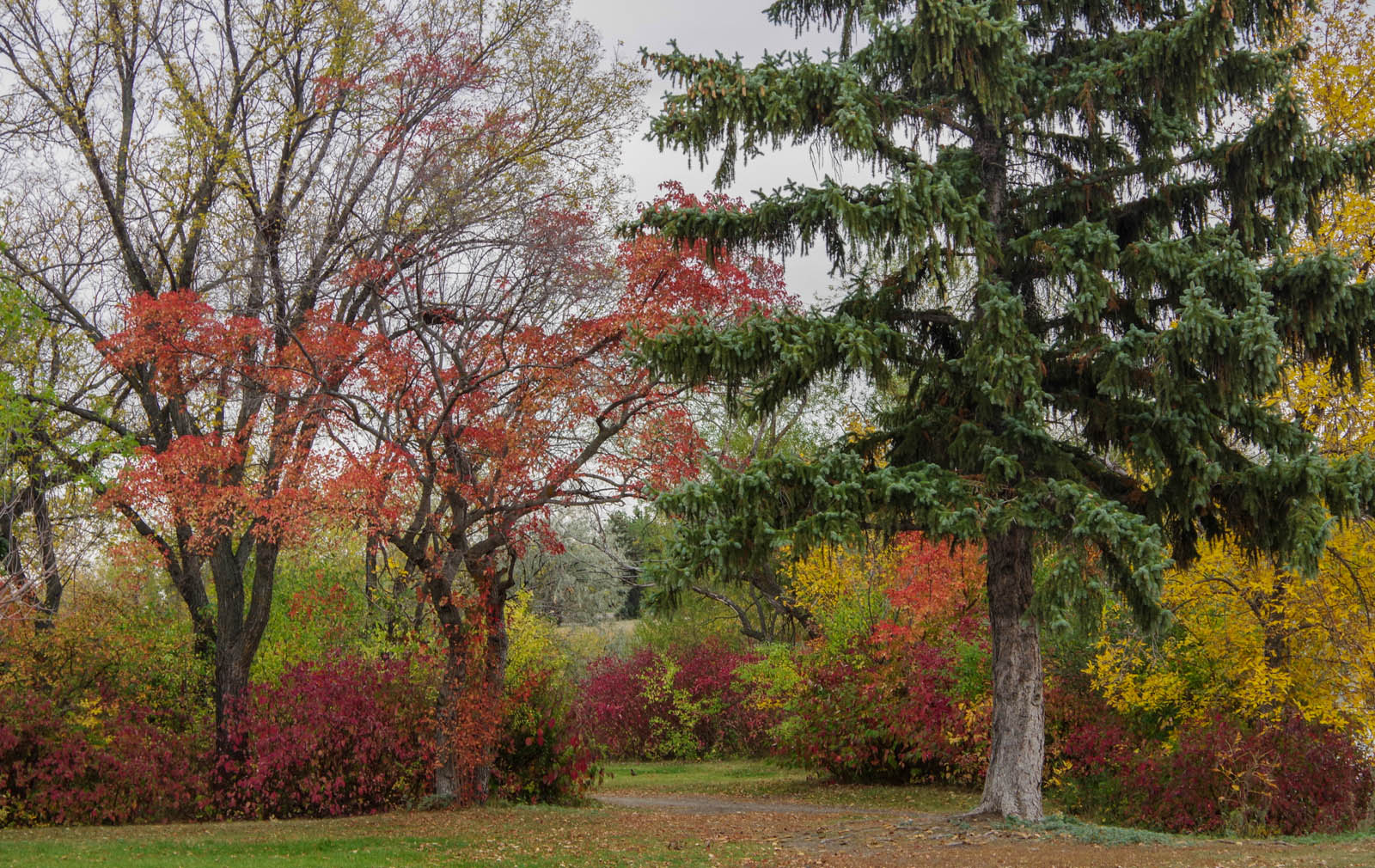 Wascana Autumn
