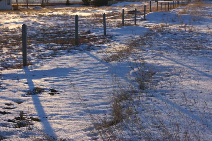 Fence in Winter