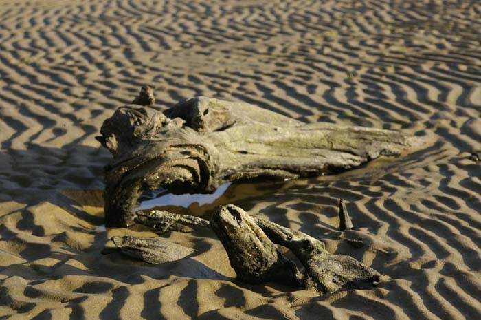 Driftwood