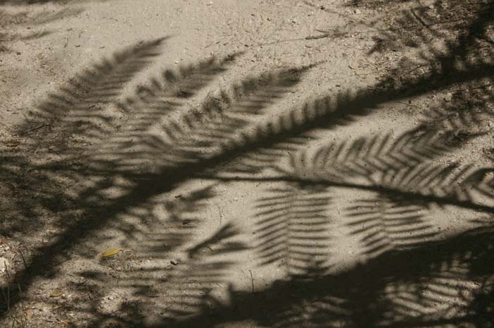 Fern Shadow on the Abel Tasman