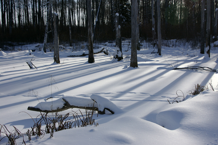Duck Mountain Shadows