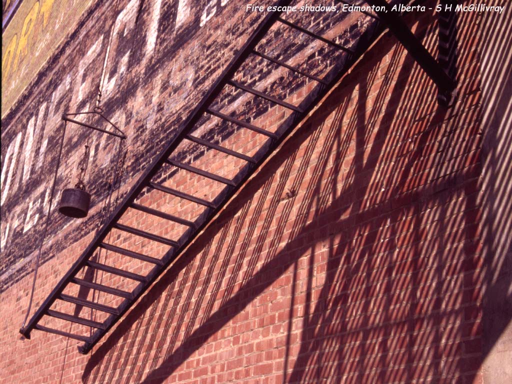 Bark Shadows