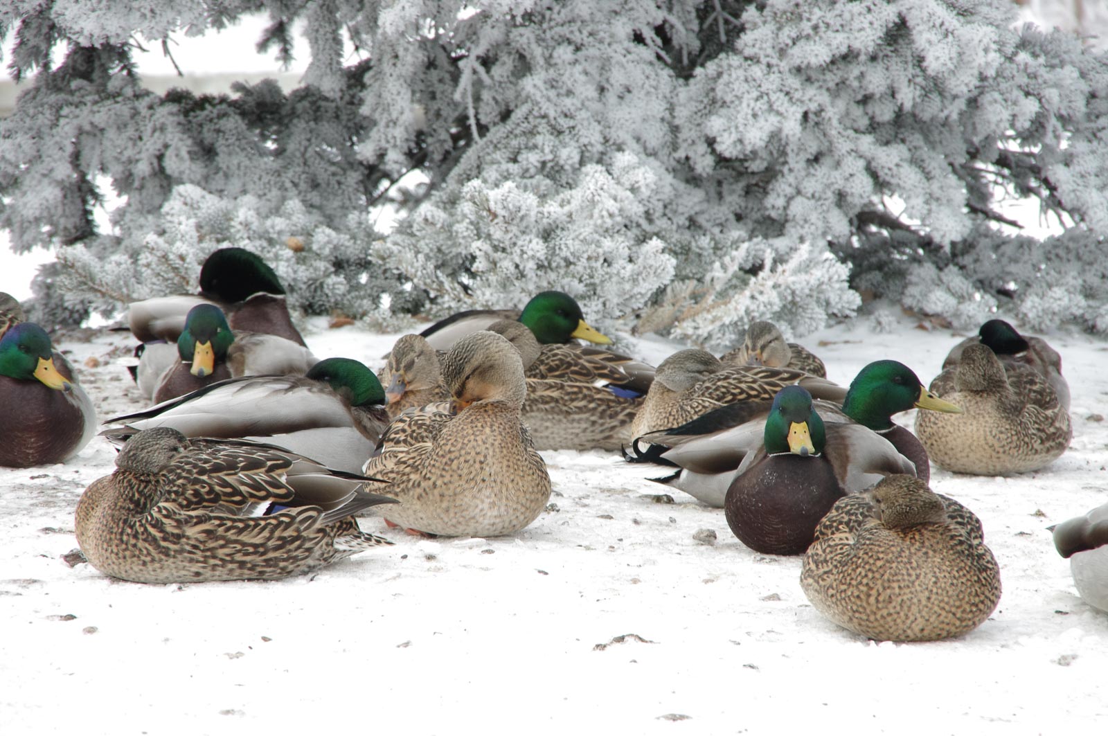 Ducks