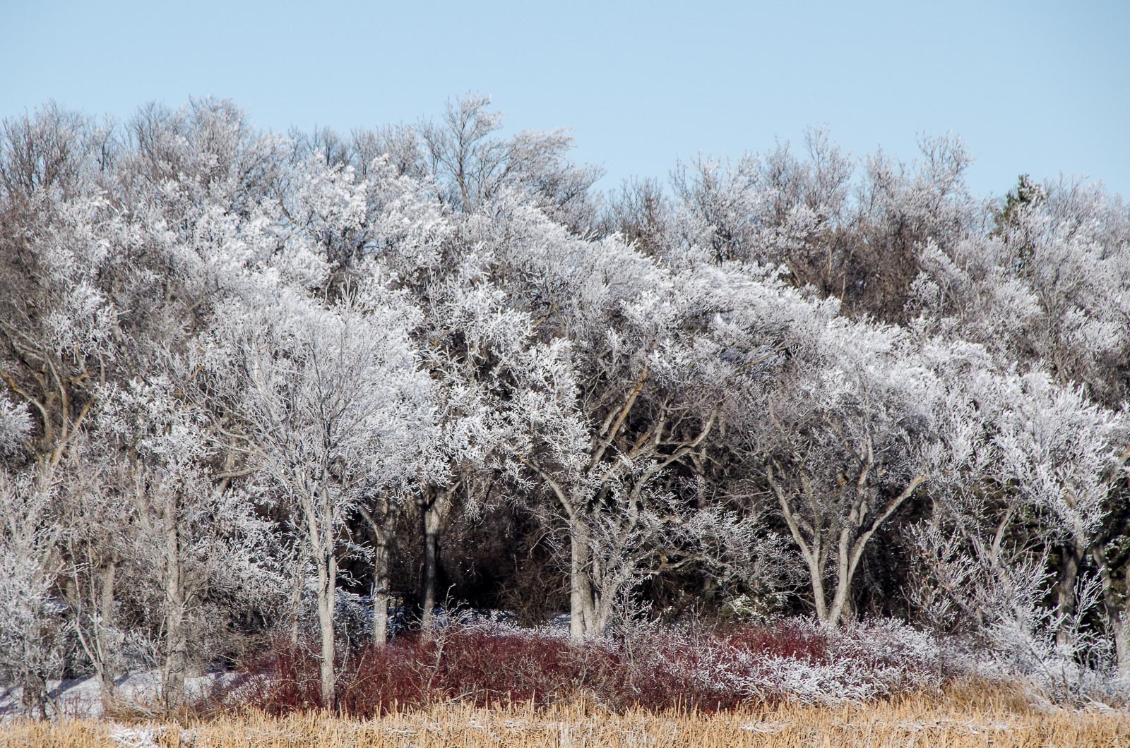 Winter on Wascana