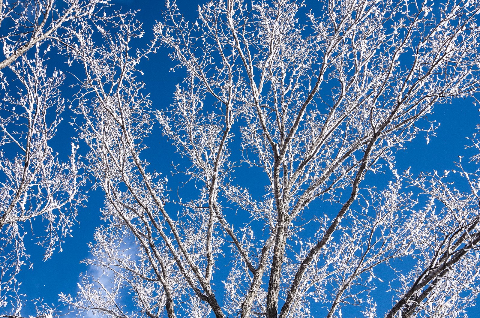 Hoar Frost