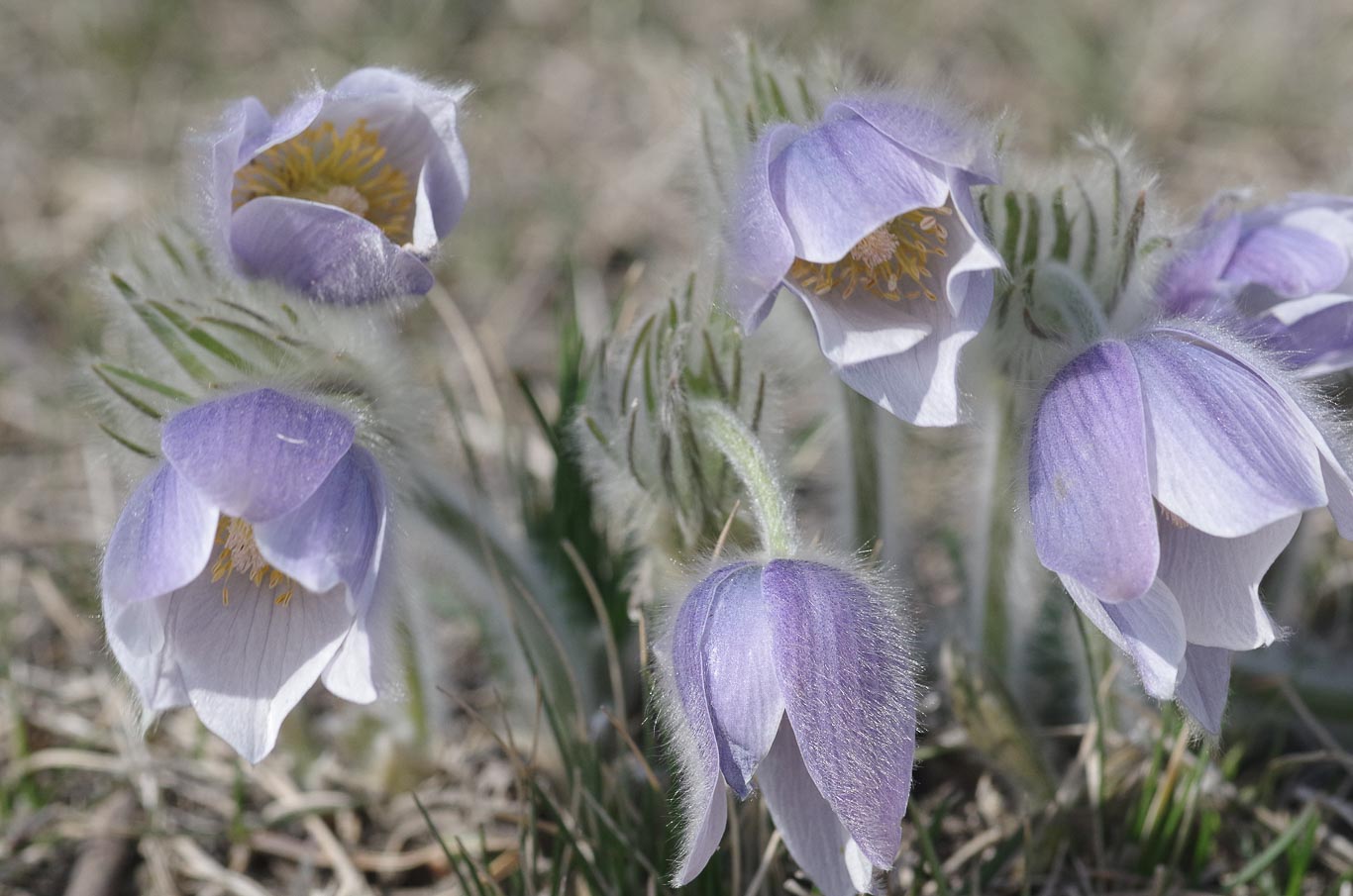 Crocuses
