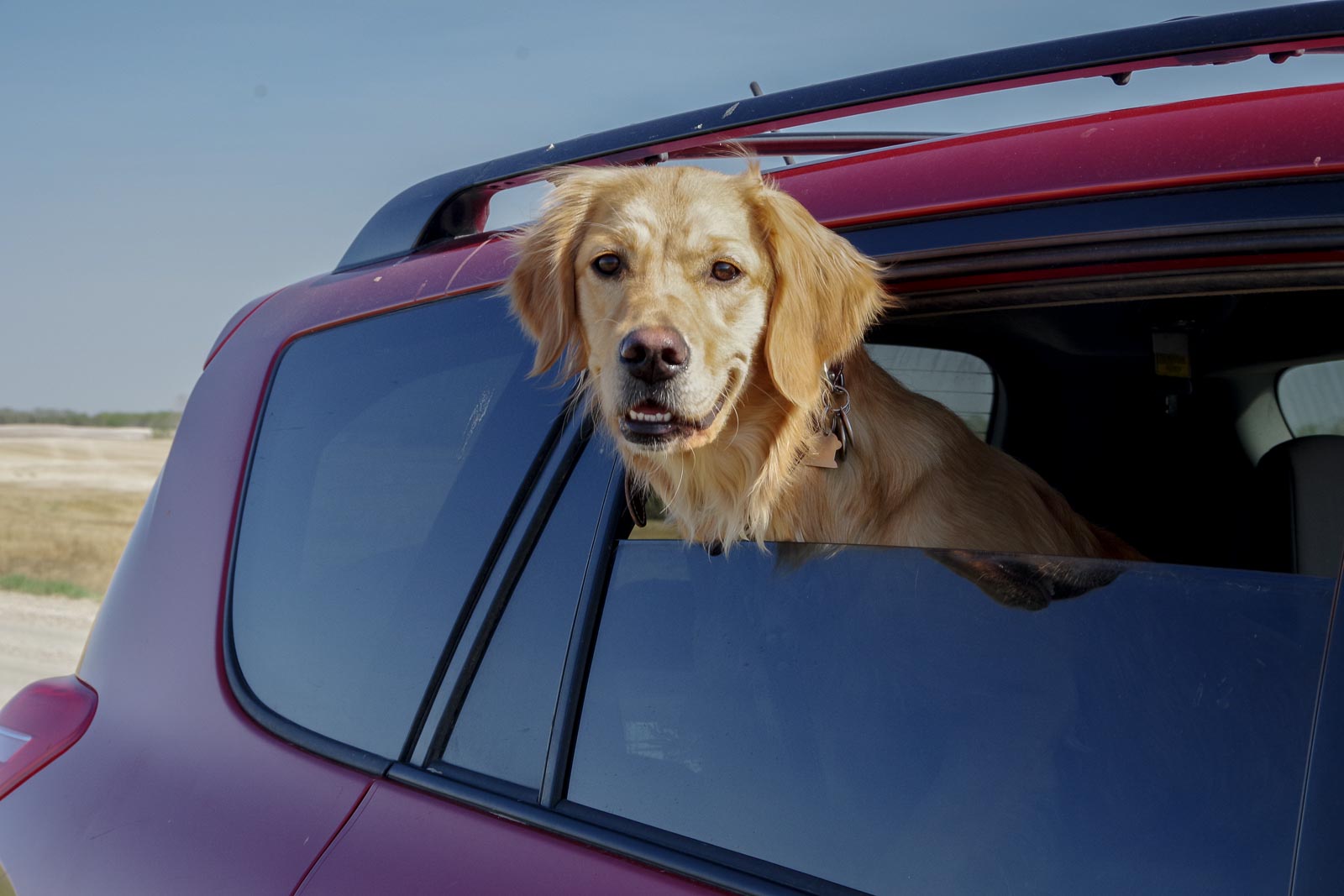 Daisy on a road trip