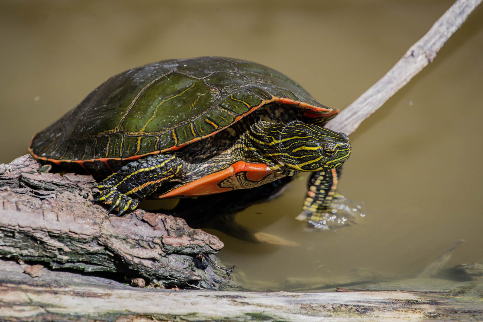 Wester Painted Turtle
