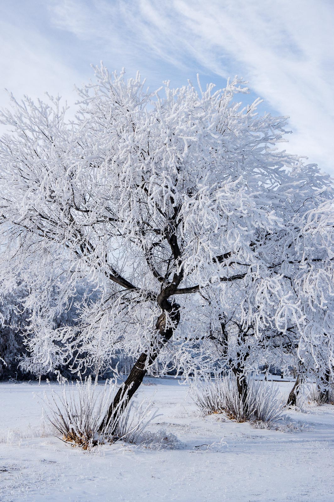 hoar frost