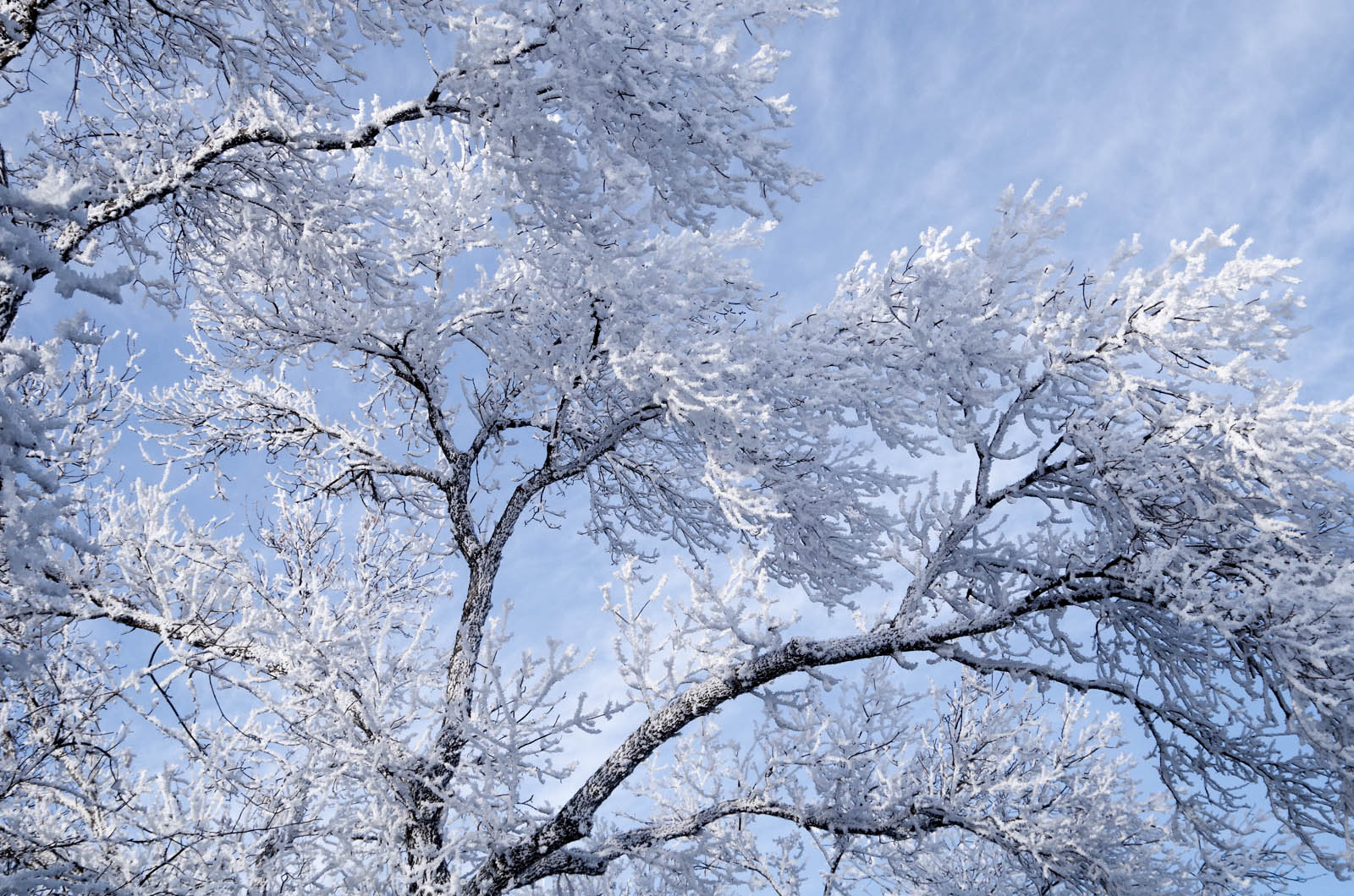 Hoar Frost