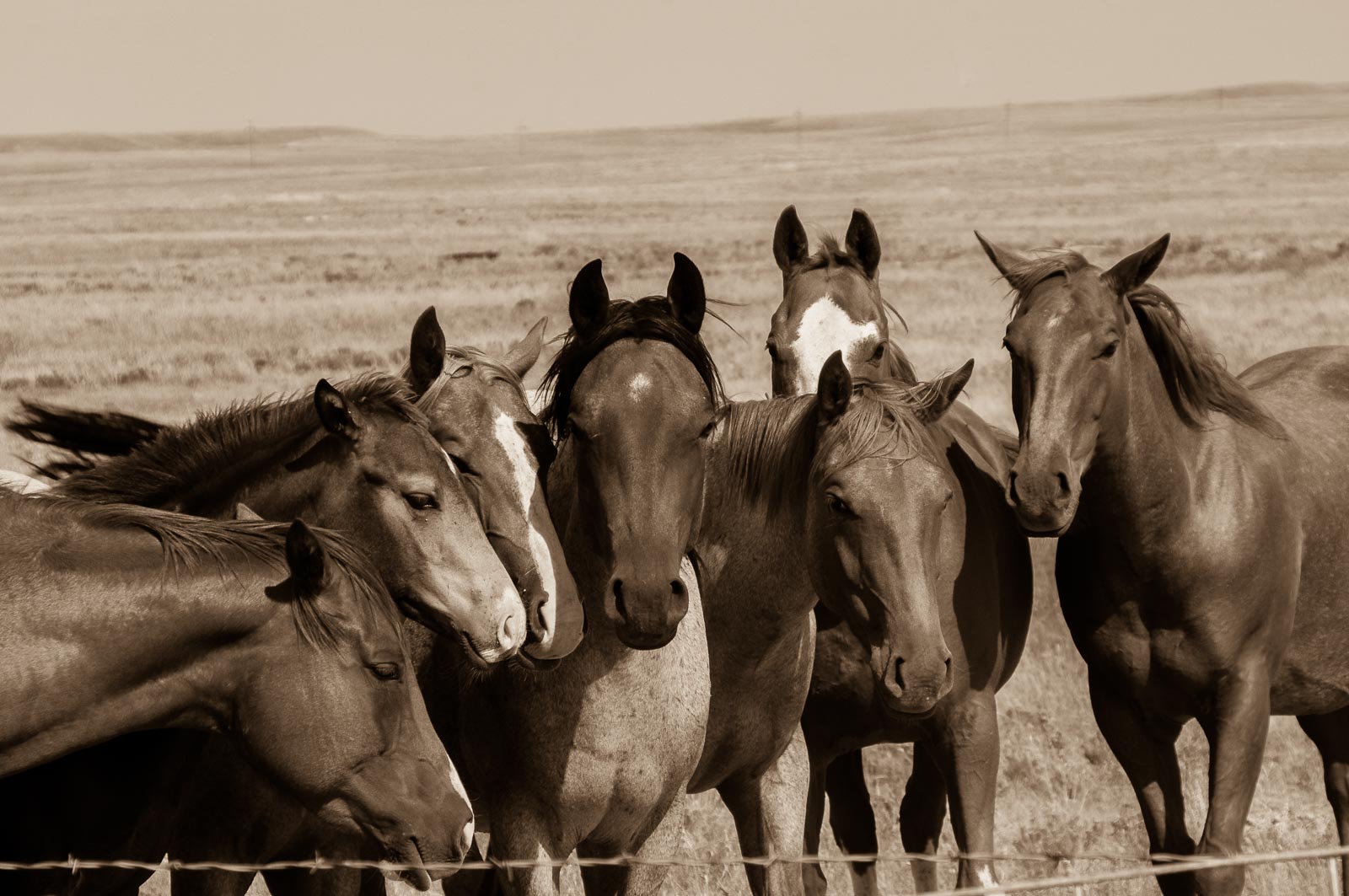 horses saing hello